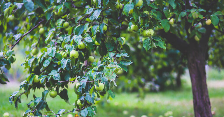 5 Ways to Use Toner Supérieure