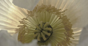 Earth Day: Five Unique Facts in Celebration of the Natural World