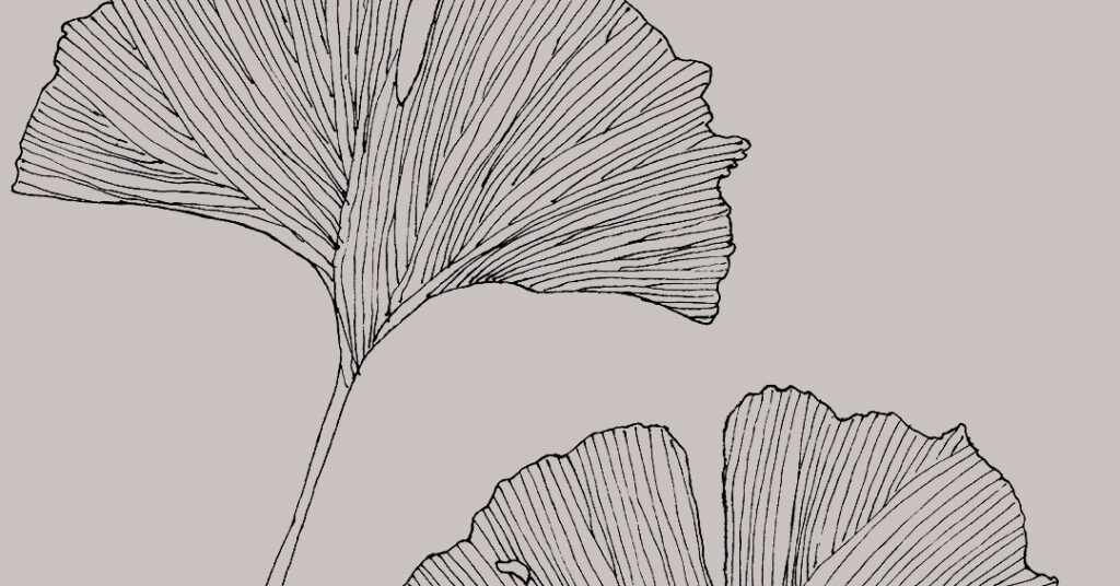 Gingko Biloba | Gaelle Organic