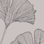 Gingko Biloba | Gaelle Organic