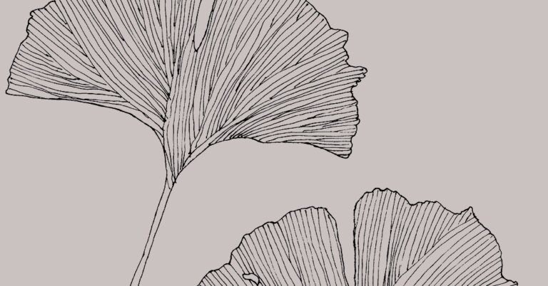 Gingko Biloba: Great For Your Skin As Well As Your Mind Gingko Biloba | Gaelle Organic