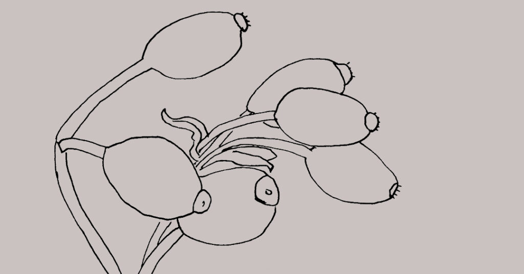 Reasons to Love Rosehip Oil Reasons to Love Rosehip Oil | Gaelle Organic