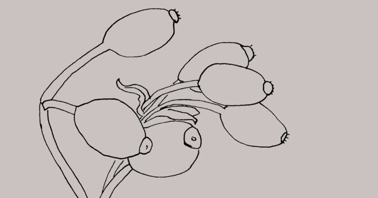 Reasons to Love Rosehip Oil | Gaelle Organic